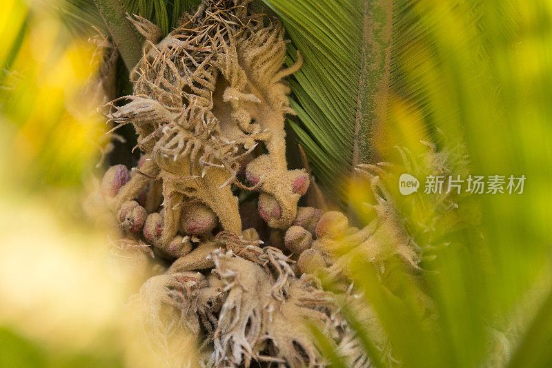 苏铁种子(Cycas revoluta)